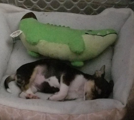 Penny napping as a baby